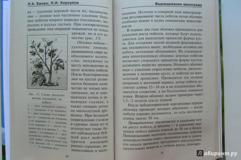 Иллюстрация 6 из 8 для Выращивание винограда в средней полосе - Корсуков, Ежова | Лабиринт - книги. Источник: Марина