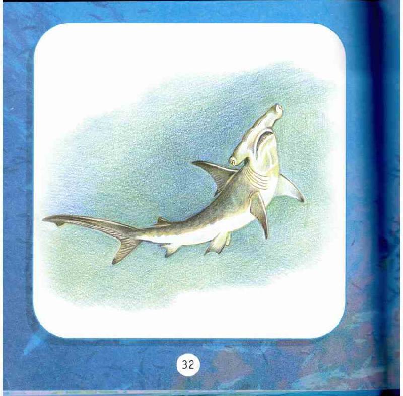 Иллюстрация 9 из 18 для Про моря и океаны. Моя первая книга о животных - Александр Тихонов | Лабиринт - книги. Источник: tsylpyry
