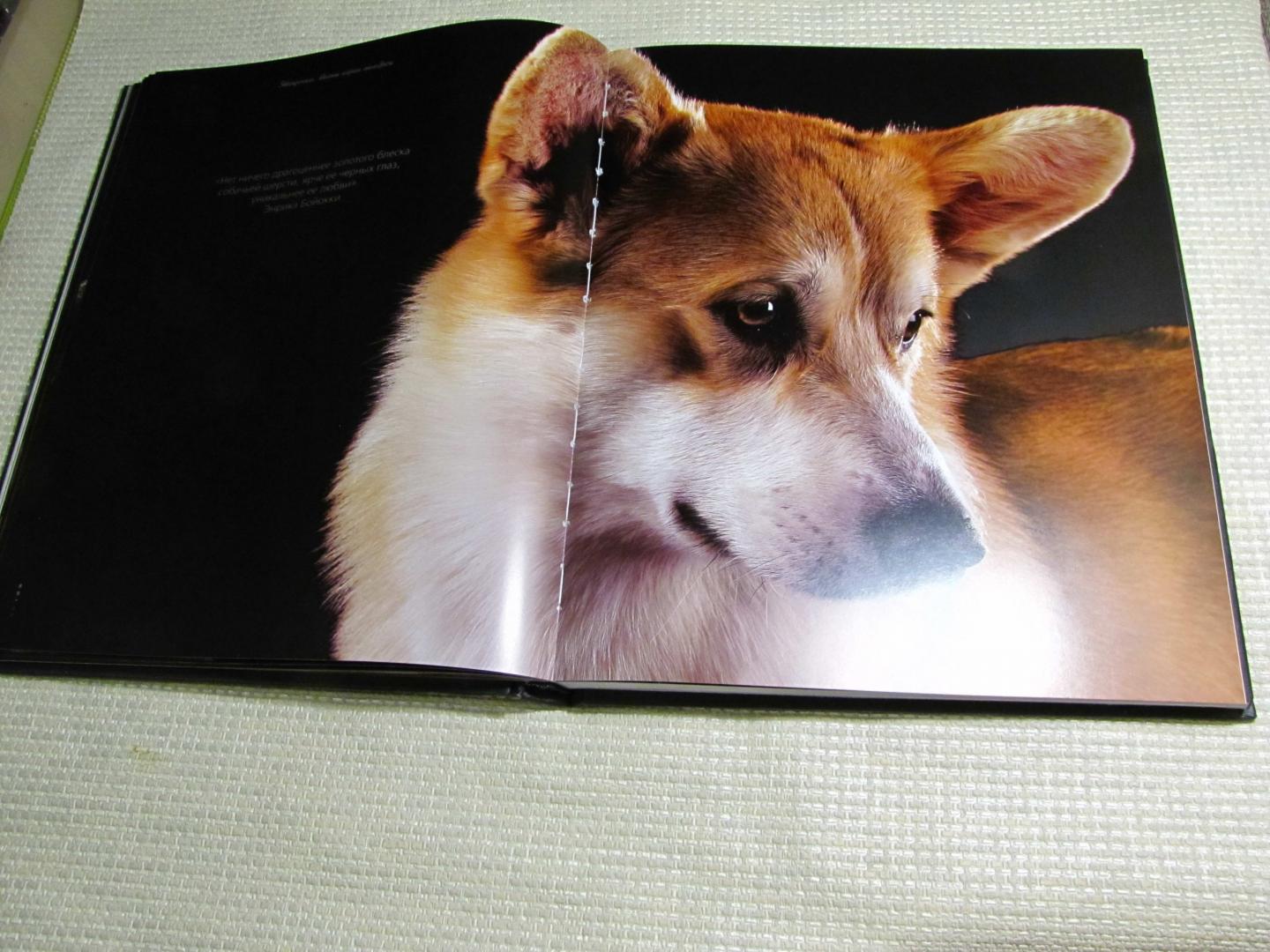 Иллюстрация 26 из 37 для Жизнь собак - Громис ди Трана Катерина | Лабиринт - книги. Источник: leo tolstoy