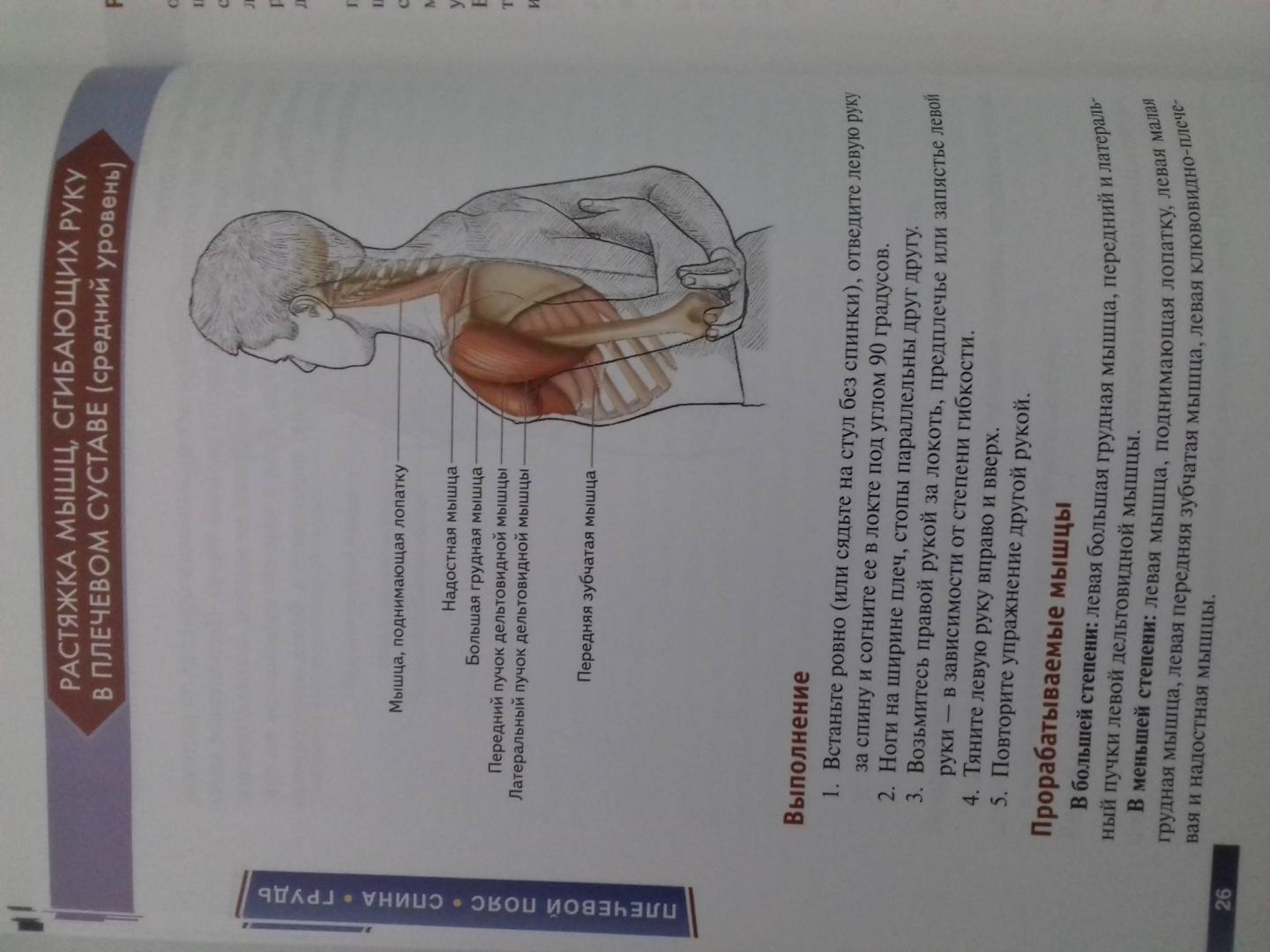 Иллюстрация 66 из 73 для Анатомия упражнений на растяжку - Нельсон, Кокконен | Лабиринт - книги. Источник: Степанов  Борис