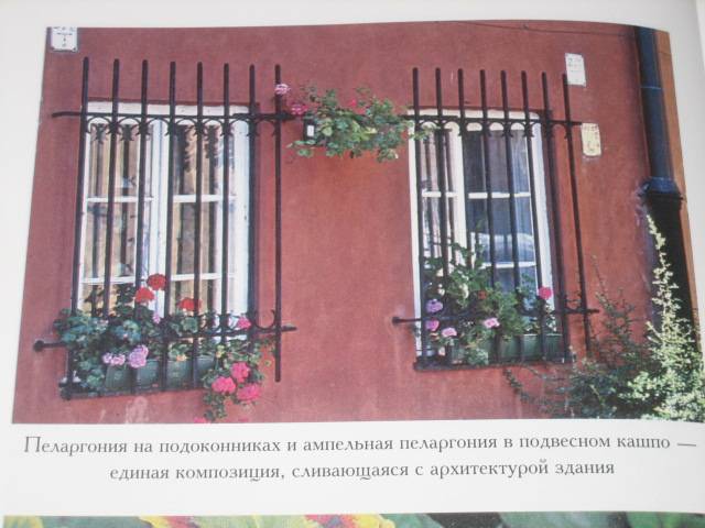 Иллюстрация 6 из 15 для Озеленение балконов и лоджий - Майя Александрова | Лабиринт - книги. Источник: МЕГ