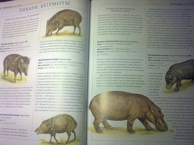 Иллюстрация 23 из 42 для Новейшая энциклопедия животных | Лабиринт - книги. Источник: foxi-lisenok