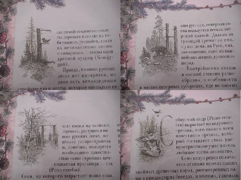 Иллюстрация 20 из 33 для Беседы о русском лесе - Дмитрий Кайгородов | Лабиринт - книги. Источник: Дубровина Наталья