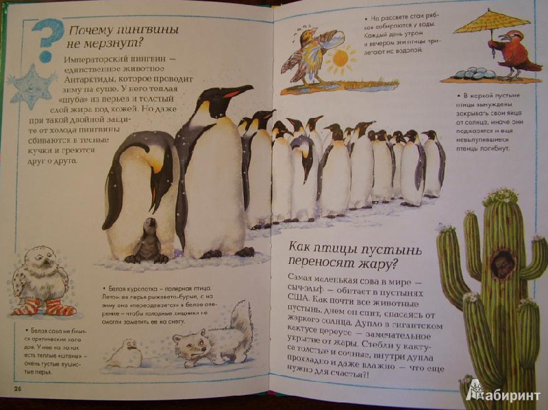 Иллюстрация 14 из 15 для Удивительные птицы планеты | Лабиринт - книги. Источник: om-2