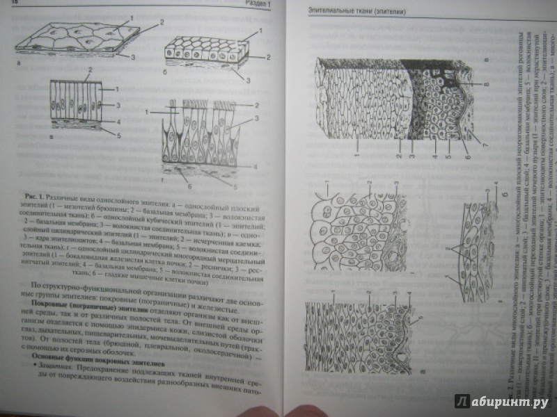 Иллюстрация 8 из 15 для Морфофизиология тканей. Учебное пособие - Давыдов, Самойлов, Лапкин | Лабиринт - книги. Источник: Евгения39
