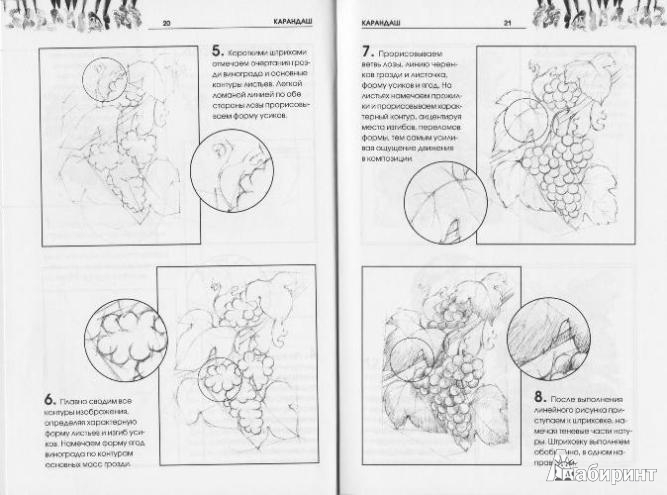 Иллюстрация 3 из 16 для Рисуем растения - Валентина Пенова | Лабиринт - книги. Источник: Низамутдинова  Олия