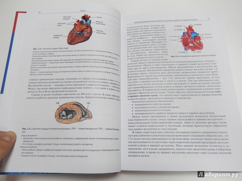 Иллюстрация 6 из 8 для Гипертоническая болезнь и ишемическая болезнь сердца - проблема врача и пациента - Бакшеев, Коломиец, Шкловский | Лабиринт - книги. Источник: dbyyb