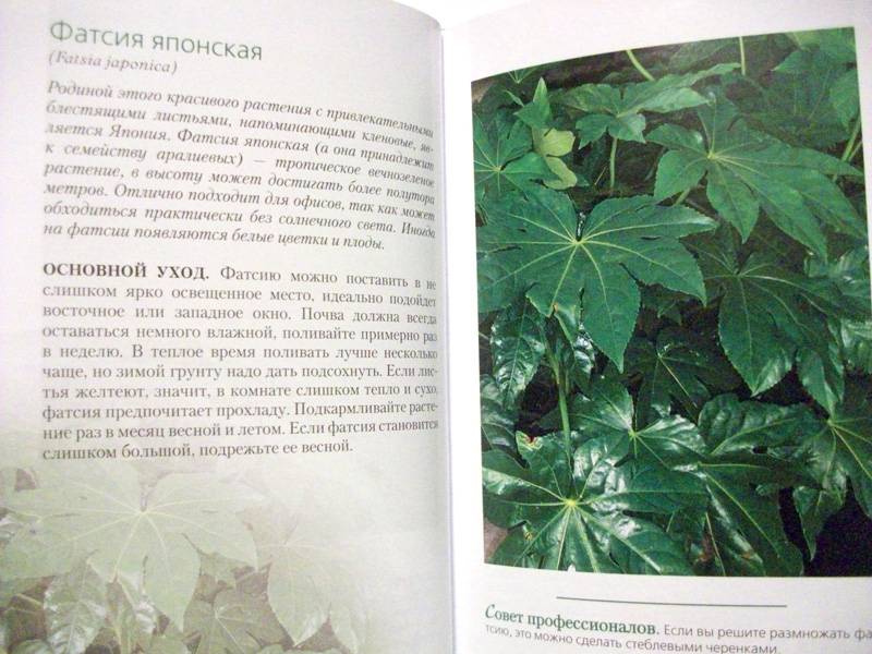 Иллюстрация 5 из 6 для 37 растений, которые даже вы не сможете загубить - Мери Хоган | Лабиринт - книги. Источник: Иванна