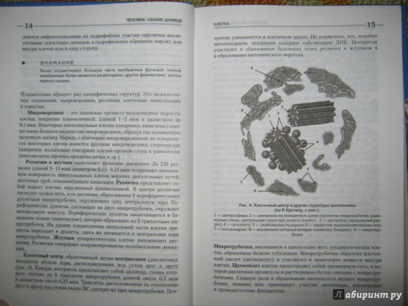 Иллюстрация 4 из 21 для Атлас: анатомия и физиология человека - Билич, Зигалова | Лабиринт - книги. Источник: Евгения39