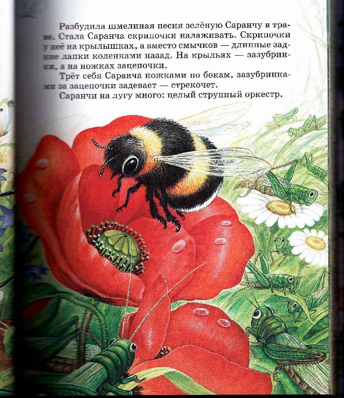 Иллюстрация 83 из 87 для Сказки о родной природе - Бианки, Сладков, Шим | Лабиринт - книги. Источник: Нюта