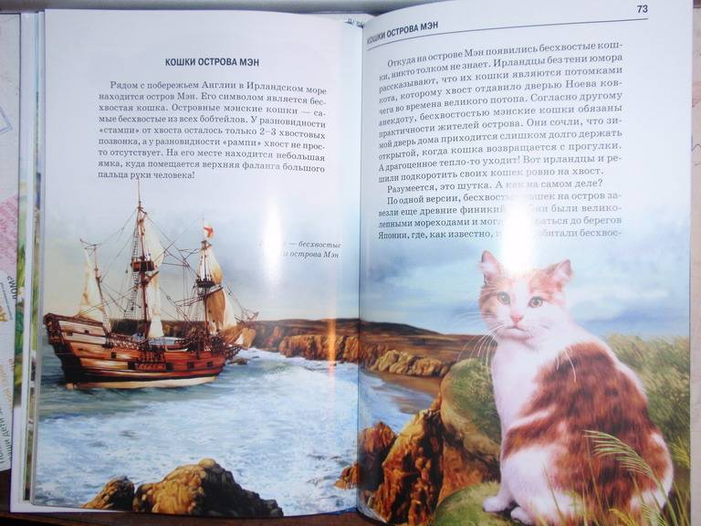 Иллюстрация 30 из 32 для Кошки - Сергей Афонькин | Лабиринт - книги. Источник: Genius