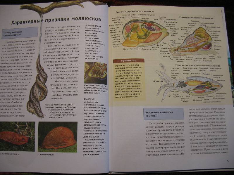 Иллюстрация 7 из 18 для Мир моллюсков от улиток до осьминогов - Дитмар Мертенс | Лабиринт - книги. Источник: tayana