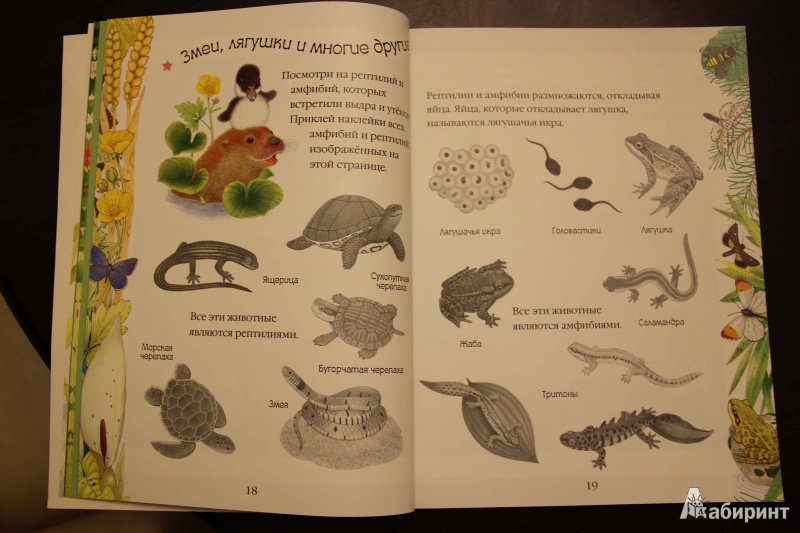Иллюстрация 12 из 15 для Чудо-наклейки. Такие разные животные | Лабиринт - книги. Источник: Vilvarin  Laurea