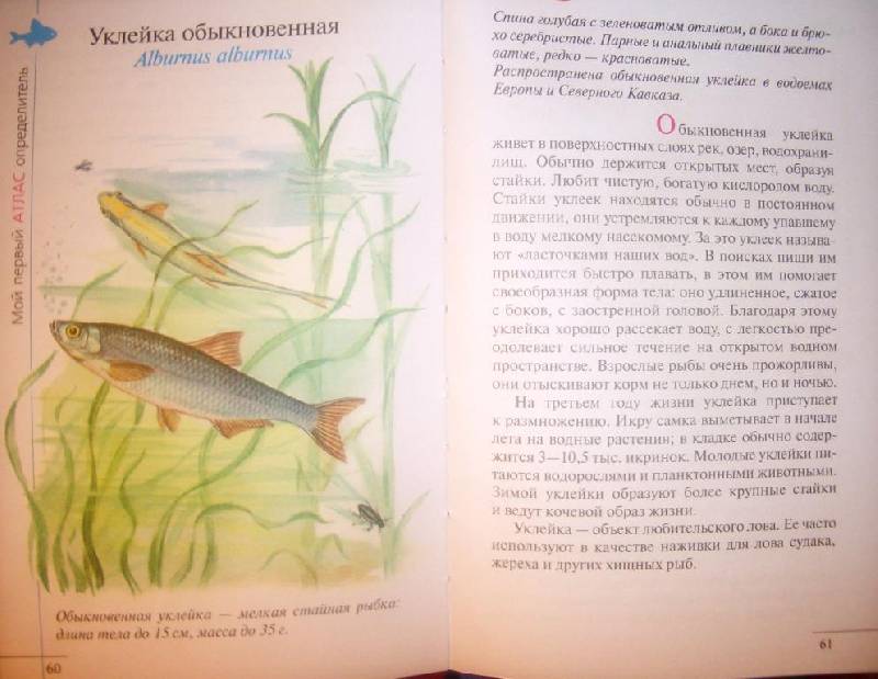 Иллюстрация 7 из 22 для Атлас. Рыбы наших водоемов (5222) - Бровкина, Сивоглазов | Лабиринт - книги. Источник: Сокол1