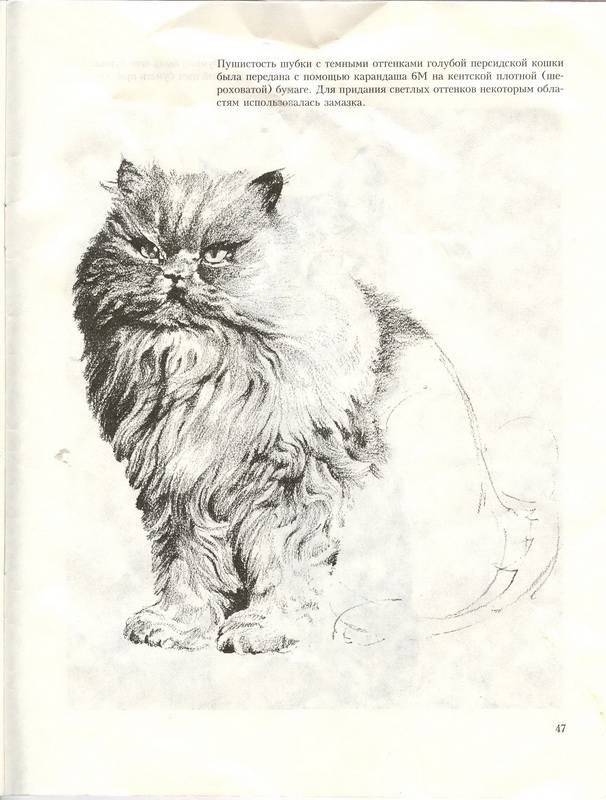 Иллюстрация 39 из 39 для Учитесь рисовать кошек - Дэвид Браун | Лабиринт - книги. Источник: Ялина
