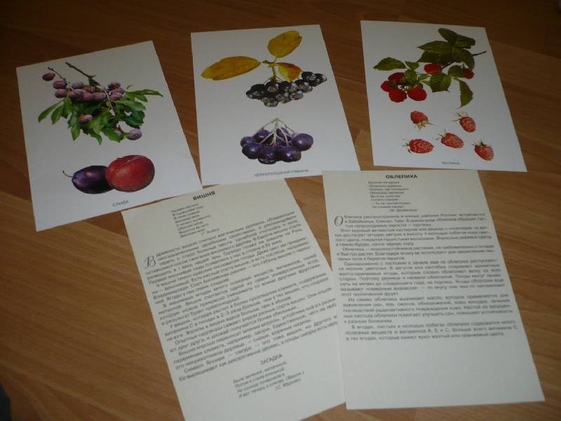 Иллюстрация 24 из 24 для Расскажите детям о садовых ягодах | Лабиринт - книги. Источник: Домбиблиотека