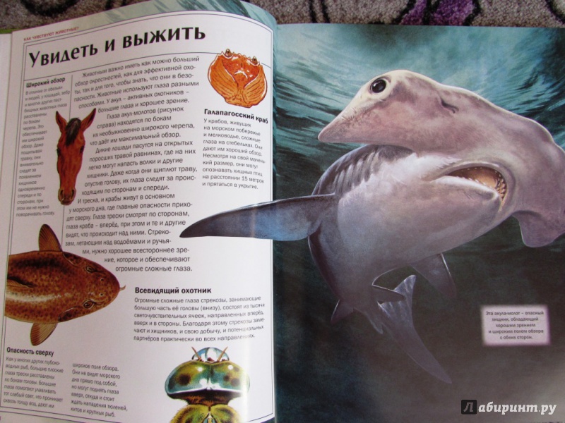 Иллюстрация 33 из 54 для Мир удивительных животных - Стоунхауз, Бертрам | Лабиринт - книги. Источник: настя тимарг