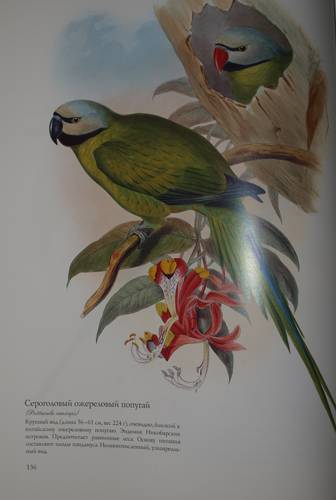 Иллюстрация 11 из 22 для Птицы Азии - Джон Гульд | Лабиринт - книги. Источник: Наталья Бухтиярова