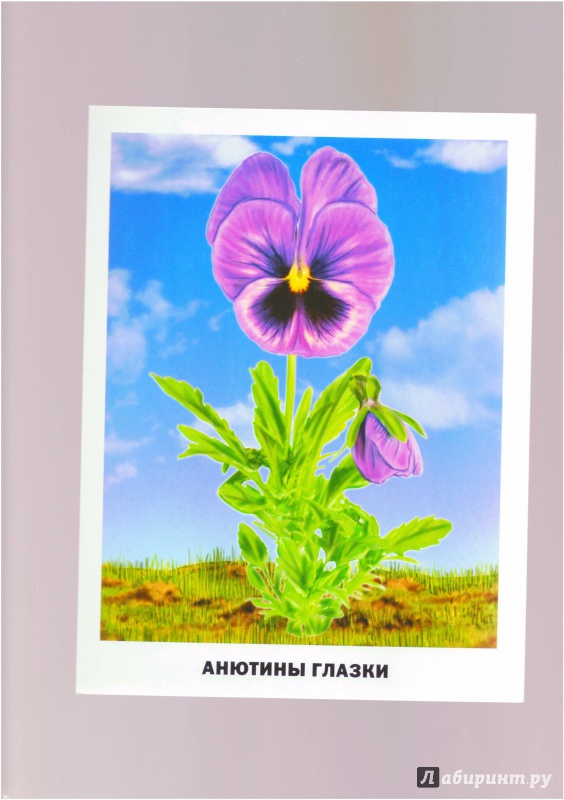 Иллюстрация 13 из 25 для Цветы. Обучающие карточки | Лабиринт - игрушки. Источник: Халтурина  Оксана