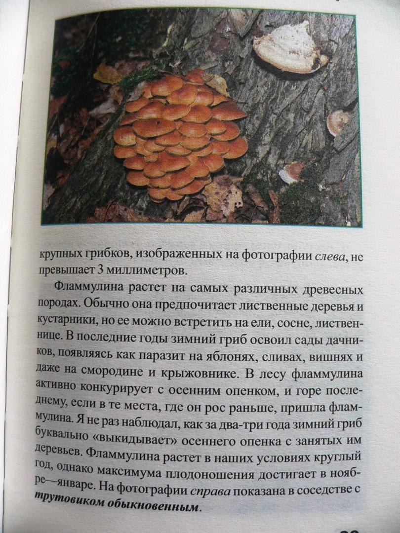 Иллюстрация 19 из 32 для За грибами с ноября по май - Михаил Вишневский | Лабиринт - книги. Источник: Mурaшкa