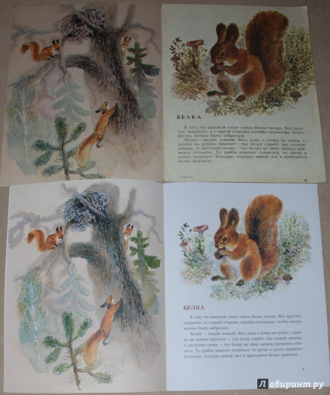 Иллюстрация 27 из 61 для В нашем лесу - Вера Чаплина | Лабиринт - книги. Источник: Книжный кот