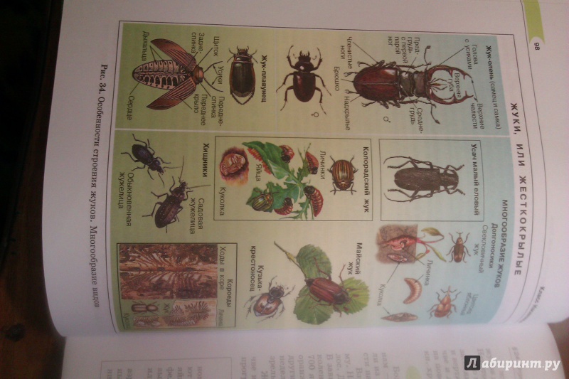 Иллюстрация 5 из 20 для Биология. Живые организмы. Животные. 7 класс. Учебник - Суматохин, Трайтак | Лабиринт - книги. Источник: Vic454