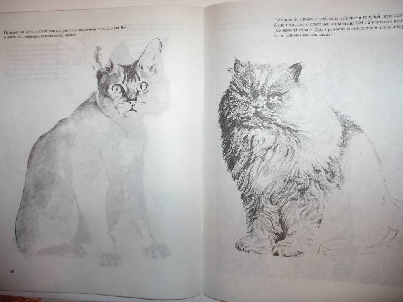 Иллюстрация 8 из 39 для Учитесь рисовать кошек - Дэвид Браун | Лабиринт - книги. Источник: Tiger.