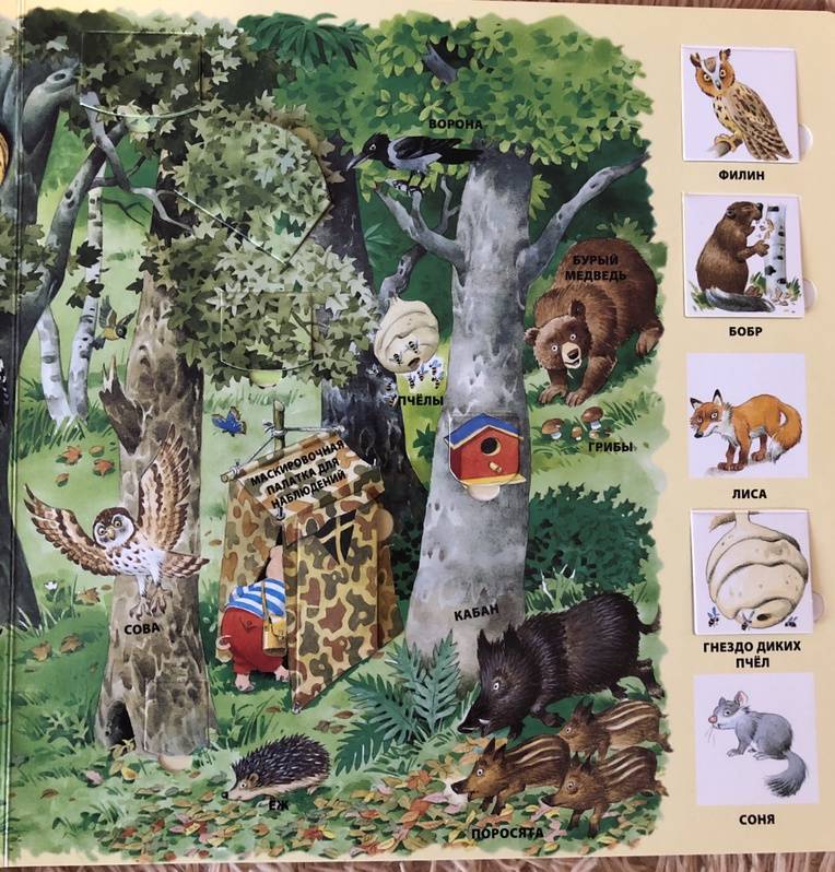 Иллюстрация 53 из 64 для В лесу | Лабиринт - книги. Источник: Толстоброва  Диана
