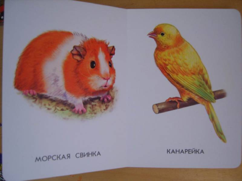 Иллюстрация 3 из 21 для 22 картинки: Домашние животные | Лабиринт - книги. Источник: Tatka
