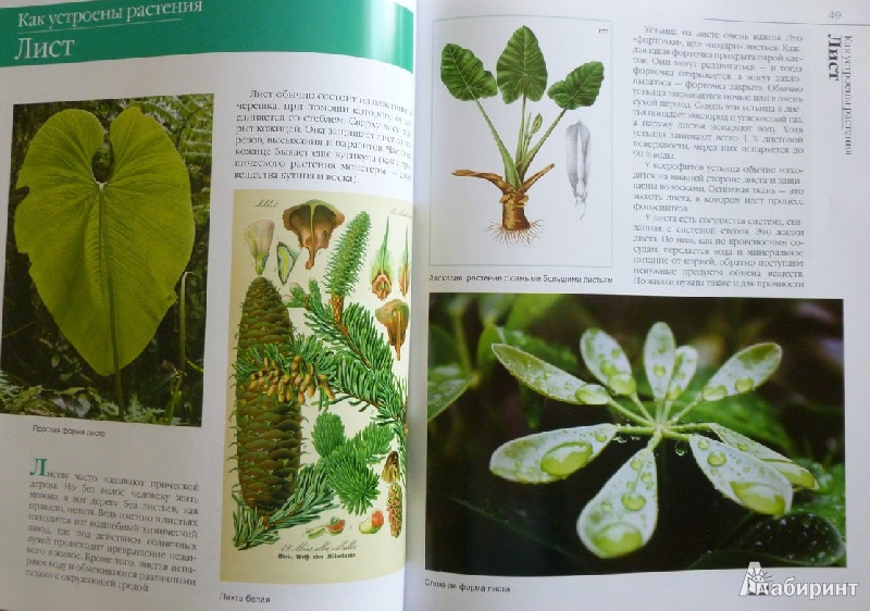 Иллюстрация 35 из 50 для В мире растений - Дикарева, Леонова | Лабиринт - книги. Источник: дева