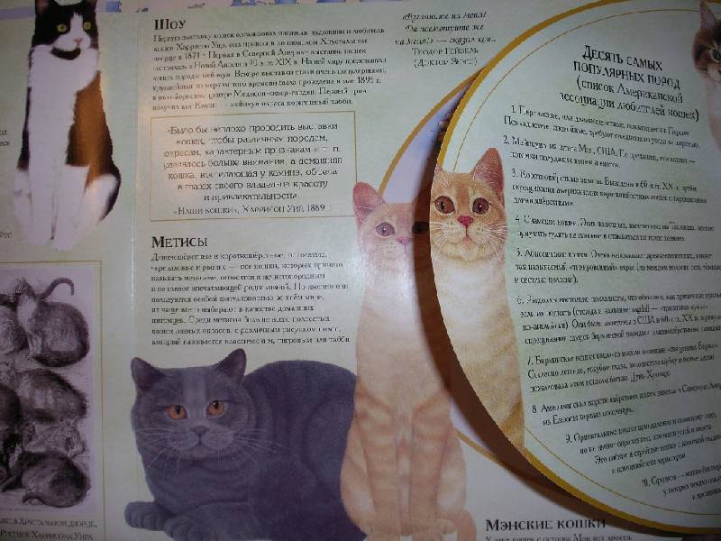 Иллюстрация 23 из 32 для Кошки. И ничего, кроме кошек. Самая правильная книга | Лабиринт - книги. Источник: Tiger.