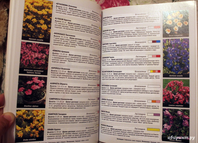 Иллюстрация 7 из 33 для Все о контейнерных растениях - Дэвид Хессайон | Лабиринт - книги. Источник: Голуб  Наталья