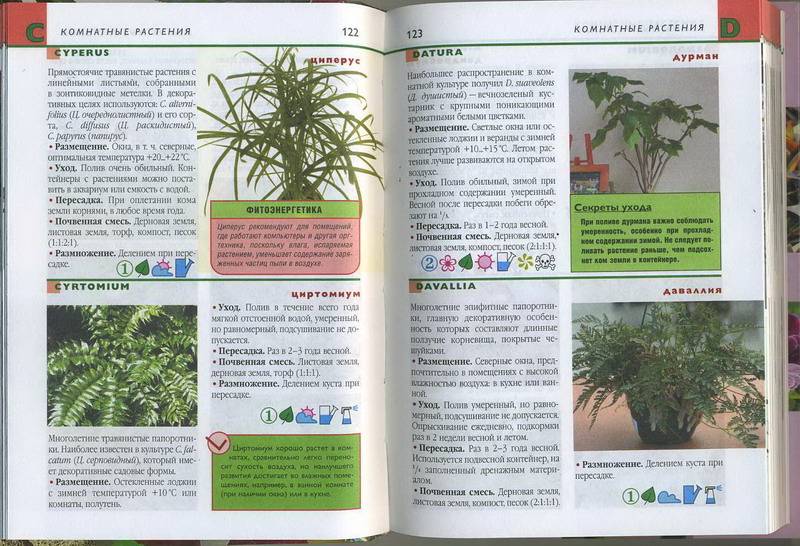 Иллюстрация 5 из 7 для Комнатные растения. Карманный справочник | Лабиринт - книги. Источник: Machaon