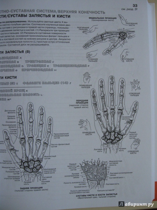 Иллюстрация 22 из 65 для Анатомия человека. Атлас-раскраска - Элсон, Кэпит | Лабиринт - книги. Источник: В.