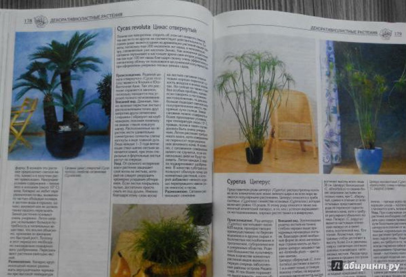 Иллюстрация 4 из 4 для Все о комнатных растениях | Лабиринт - книги. Источник: Шлепанова Татьяна