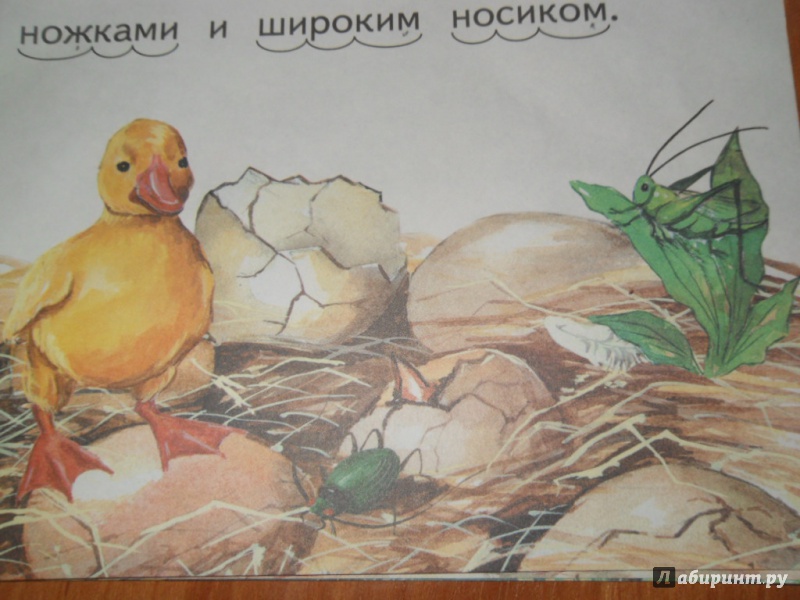 Иллюстрация 27 из 33 для Чужое яичко - Константин Ушинский | Лабиринт - книги. Источник: Мама чуда