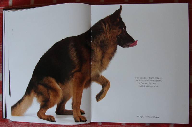 Иллюстрация 33 из 37 для Жизнь собак - Громис ди Трана Катерина | Лабиринт - книги. Источник: ЛиС-а