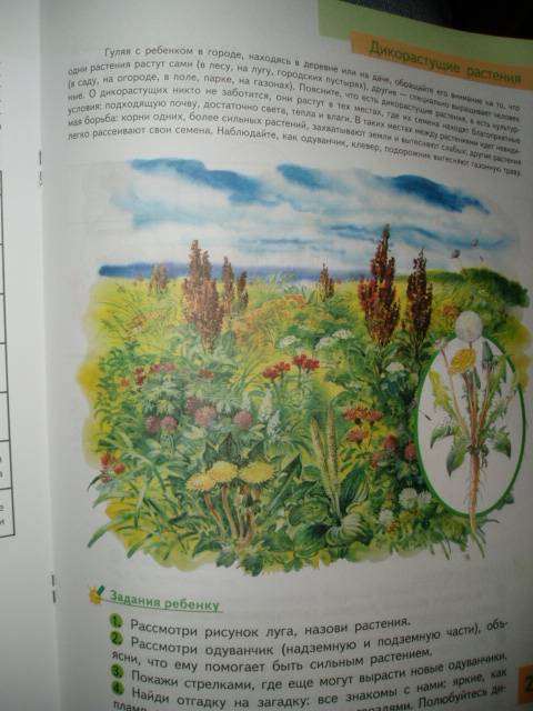Иллюстрация 3 из 22 для Познаем природу - готовимся к школе: экологическая тетрадь для детей шестилетнего возраста - Николаева, Волкова | Лабиринт - книги. Источник: Стич