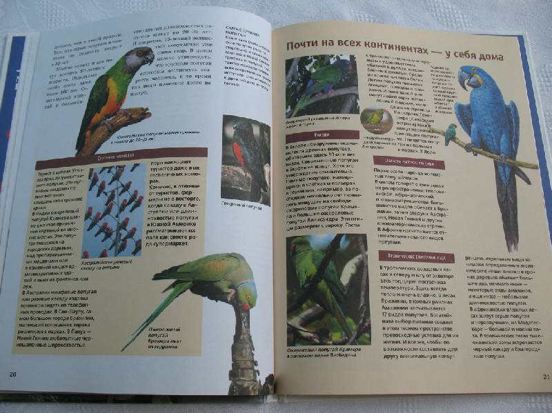 Иллюстрация 10 из 16 для Попугаи - Петра Даймер-Шютте | Лабиринт - книги. Источник: tayana