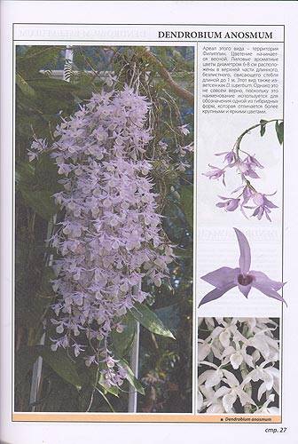 Иллюстрация 2 из 3 для Все о самых неприхотливых орхидеях - Рой Маккалистер | Лабиринт - книги. Источник: Белый Кролик