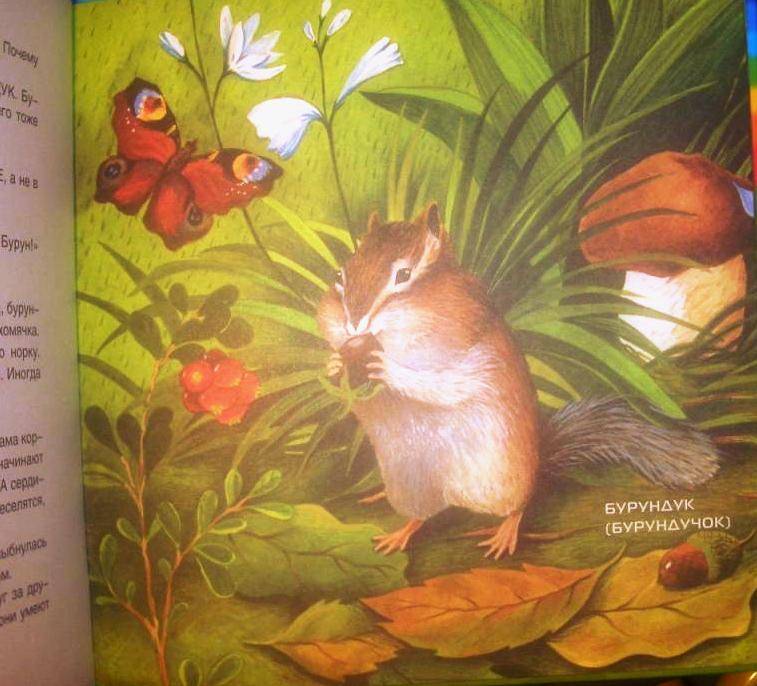 Иллюстрация 6 из 19 для Лесные животные и ежик Шуня - Татьяна Рик | Лабиринт - книги. Источник: Сокол1