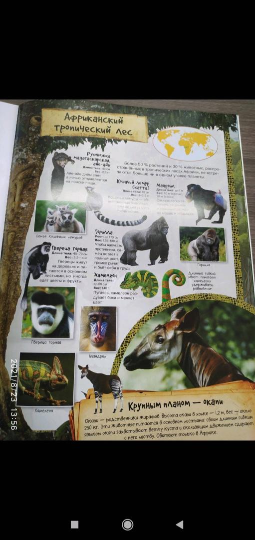 Иллюстрация 25 из 28 для МегаZOOпанорама. Тропический лес | Лабиринт - книги. Источник: Ekaterina Фиалковая