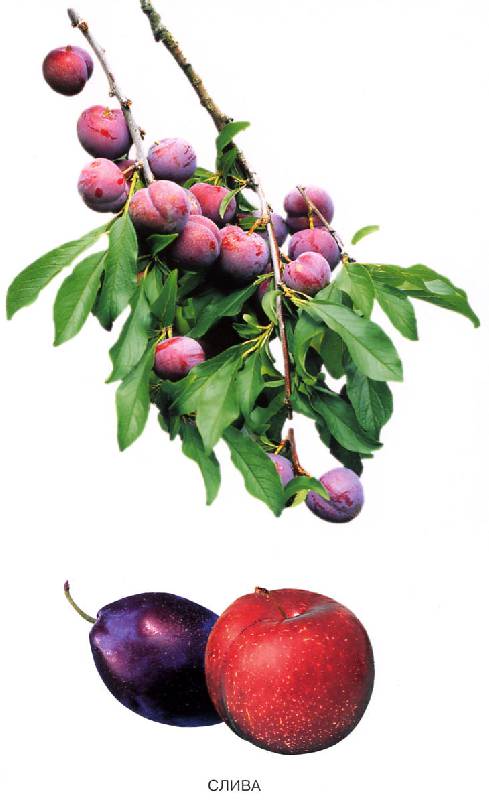 Иллюстрация 15 из 24 для Расскажите детям о садовых ягодах | Лабиринт - книги. Источник: Росинка
