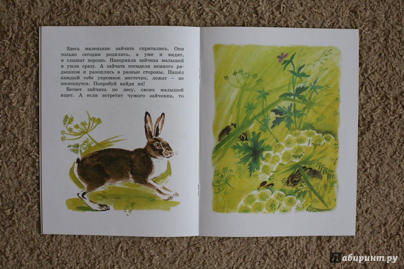 Иллюстрация 30 из 59 для Как заяц в лесу живёт - Вера Чаплина | Лабиринт - книги. Источник: дважды