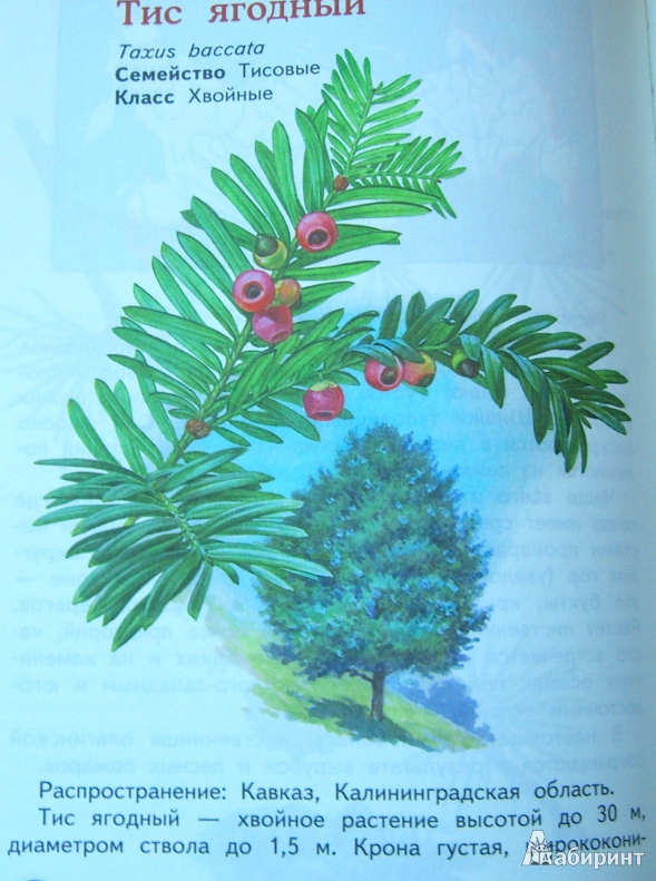 Иллюстрация 4 из 5 для Растения из Красной книги России - Сивоглазов, Козлова | Лабиринт - книги. Источник: Байрамчик