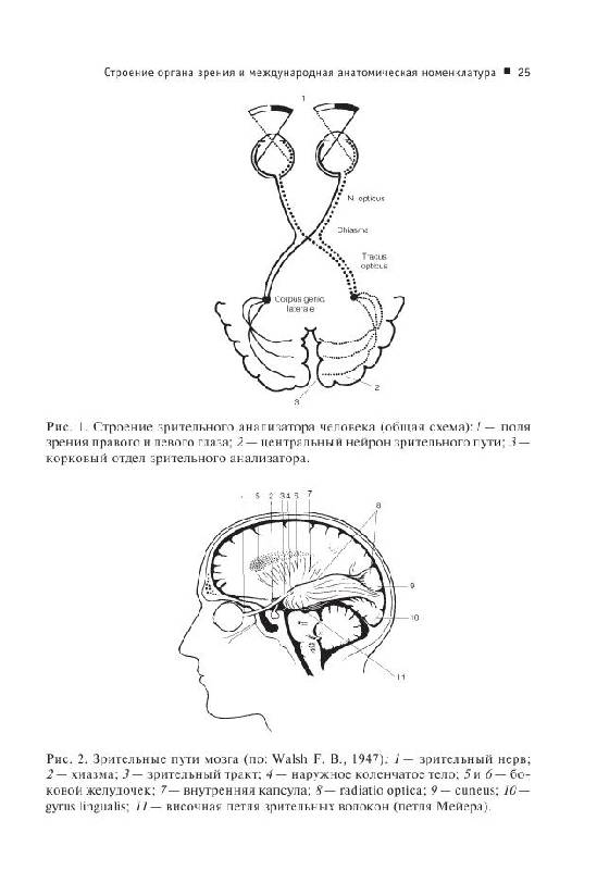 Иллюстрация 4 из 11 для Современная офтальмология: Руководство. 2-е изд. | Лабиринт - книги. Источник: knigoved