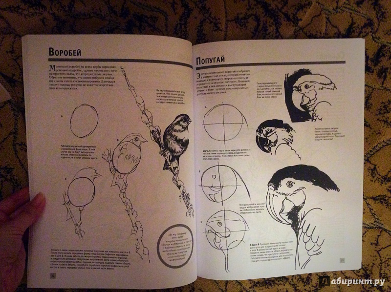Иллюстрация 12 из 18 для Уроки рисования для начинающих. Увлекательно и эффективно - Диана Кардаччи | Лабиринт - книги. Источник: а.а.и.
