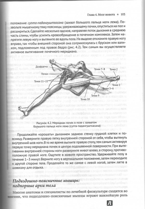 Иллюстрация 8 из 11 для Йога тонкого тела. Руководство по физической и энергетической анатомии йоги - Тиас Литтл | Лабиринт - книги. Источник: Юлия
