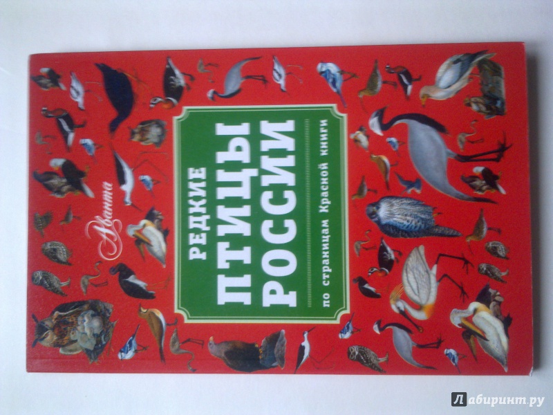 Иллюстрация 6 из 31 для Редкие птицы России. По страницам Красной книги - Владимир Бабенко | Лабиринт - книги. Источник: MakMarion