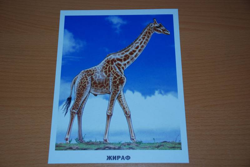Иллюстрация 34 из 35 для Обучающие карточки. Животные Африки | Лабиринт - игрушки. Источник: NataSik